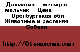 Далматин, 6 месяцев,  мальчик  › Цена ­ 5 000 - Оренбургская обл. Животные и растения » Собаки   